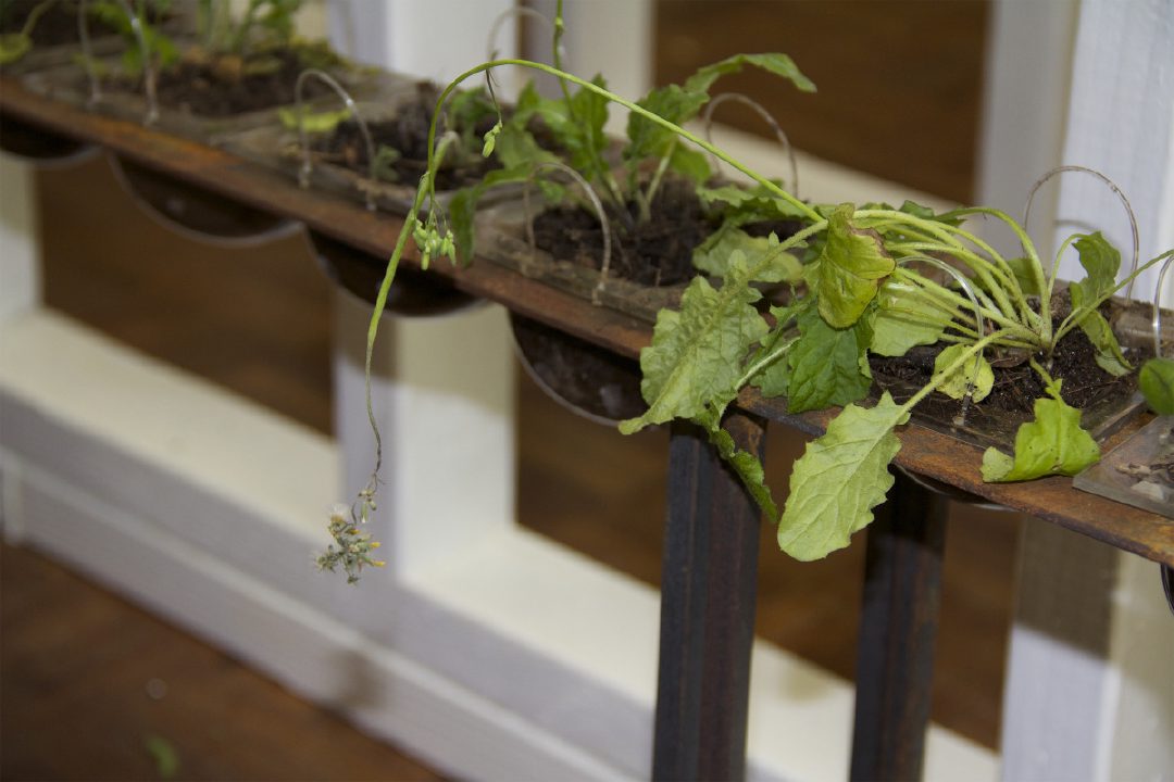 Youngia japonica Garden Detail
