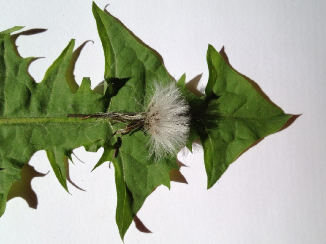 Asteraceae Seedhead
